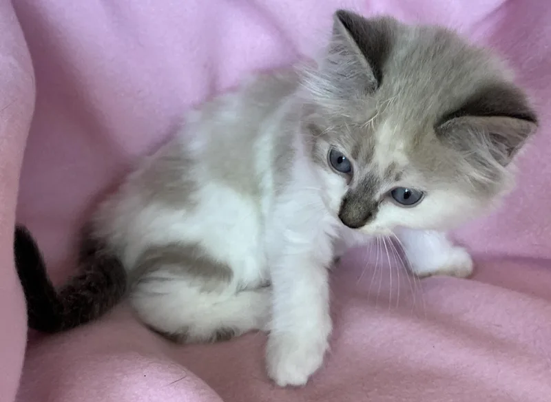 A baby medium-sized male Tuxedo cat named Ugo for adoption in Hood RIver, OR