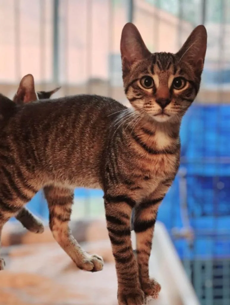 An adult medium-sized male Domestic Short Hair cat named Bantu for adoption in El Dorado, AR
