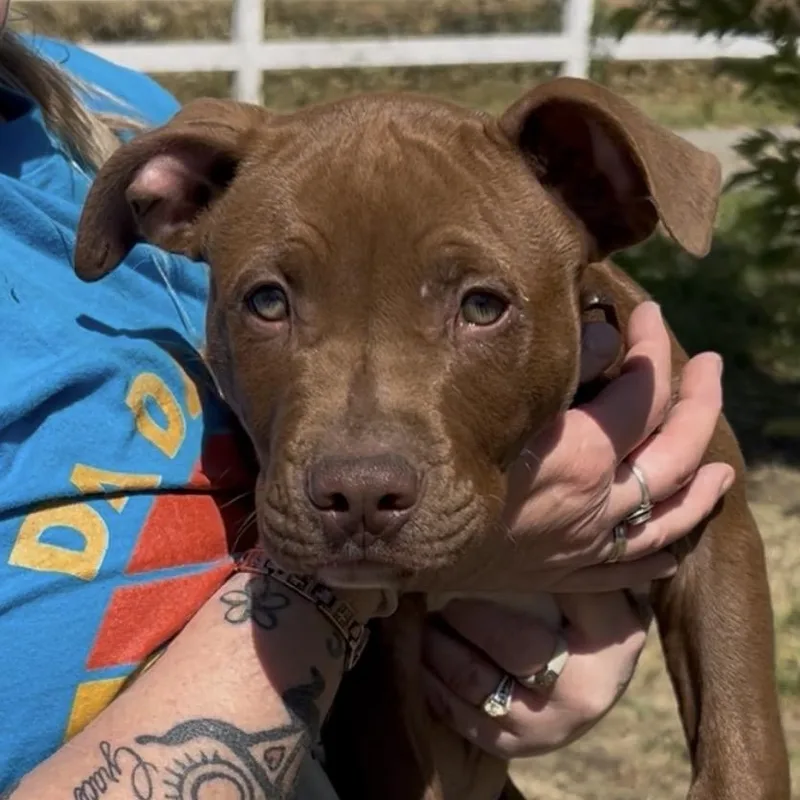 A baby medium-sized male Brown / Chocolate Pit Bull Terrier dog named Booradley for adoption in Woodland, CA
