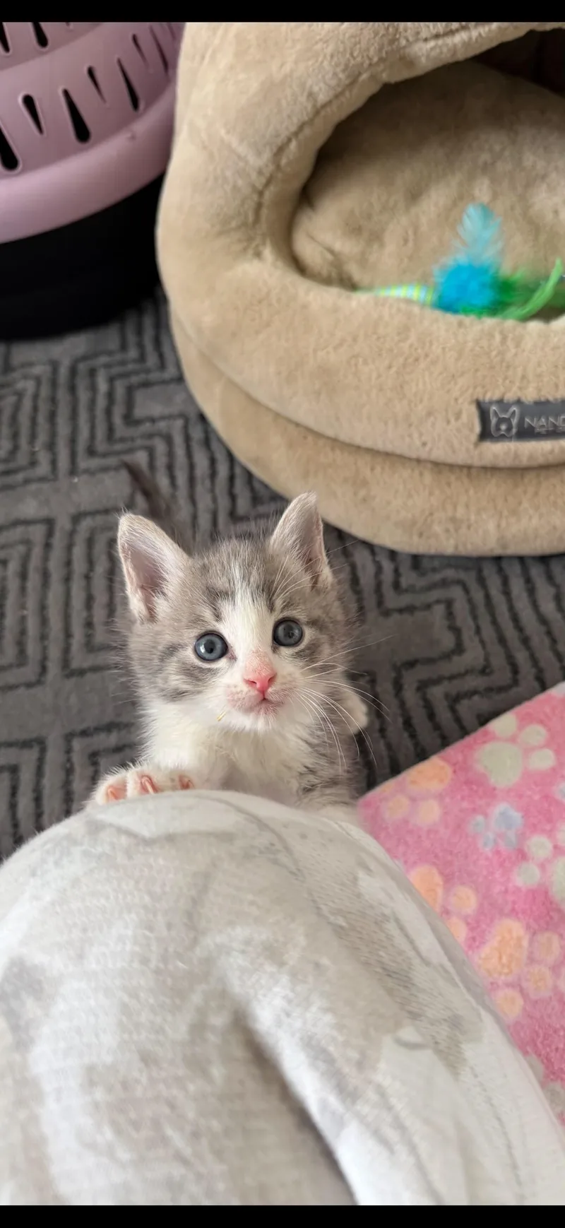 A baby medium-sized male Tabby (Gray / Blue / Silver) Domestic Short Hair cat named Alvin for adoption in Sunrise, FL