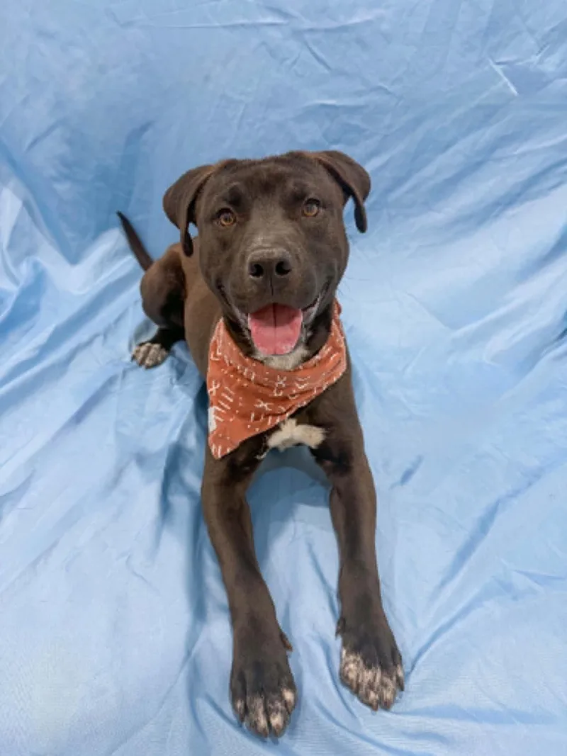 A young medium-sized male Pit Bull Terrier dog named Boonie for adoption in Salt Lake City, UT