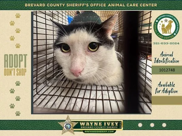 An adult medium-sized male Domestic Short Hair cat named Bubba for adoption in Melbourne, FL