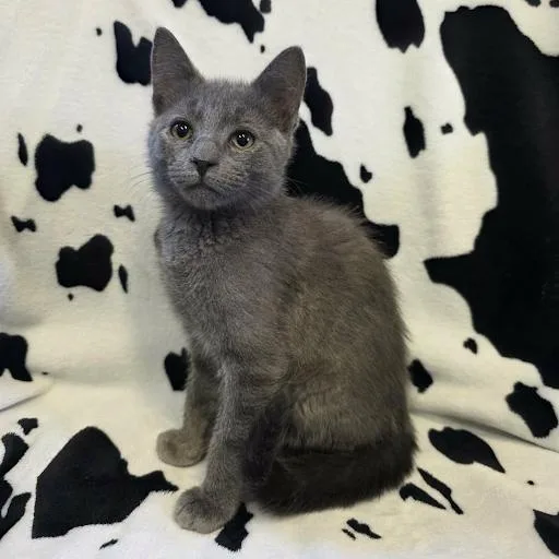 A baby small-sized male American Shorthair cat named Sterling for adoption in Danbury, CT