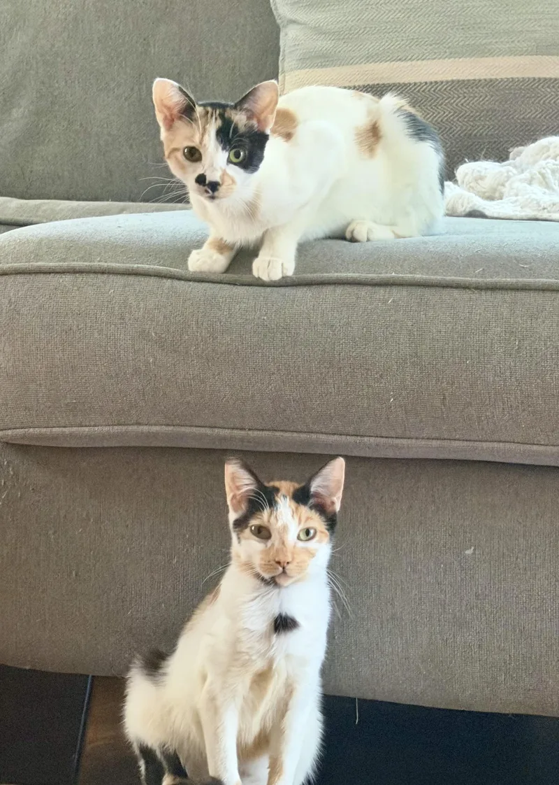 A baby medium-sized female Calico cat named Chrissy for adoption in Bethel, CT