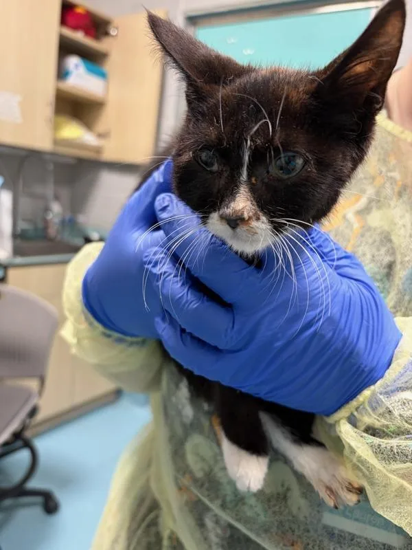 A baby small-sized male Domestic Short Hair cat named Birdie for adoption in Ridgewood, NY