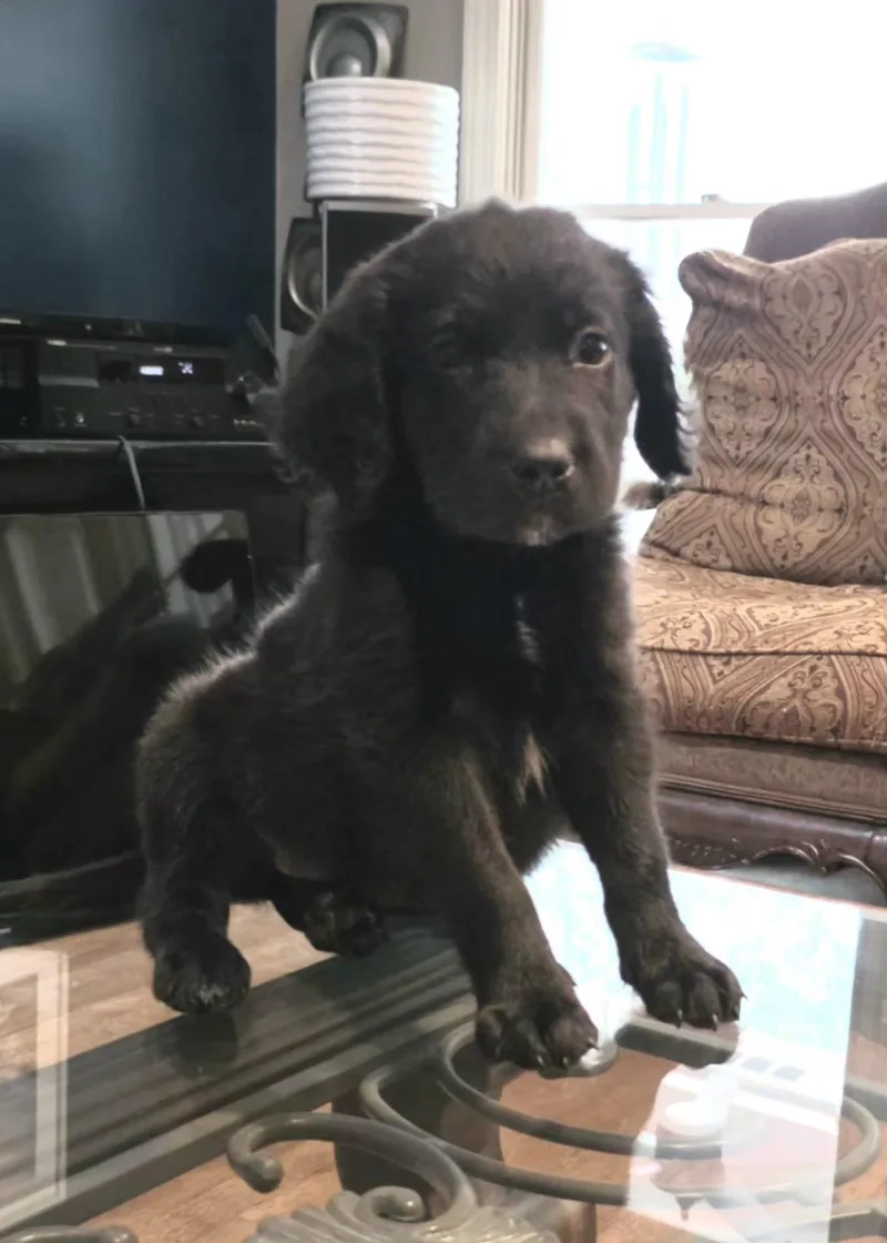A baby medium-sized male Black Labradoodle dog named Roscoe for adoption in Memphis, TN