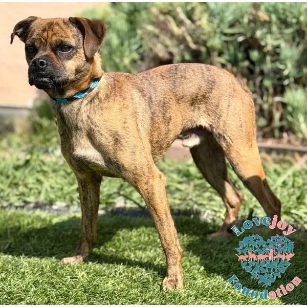 Brownie Coh thumbnail 2