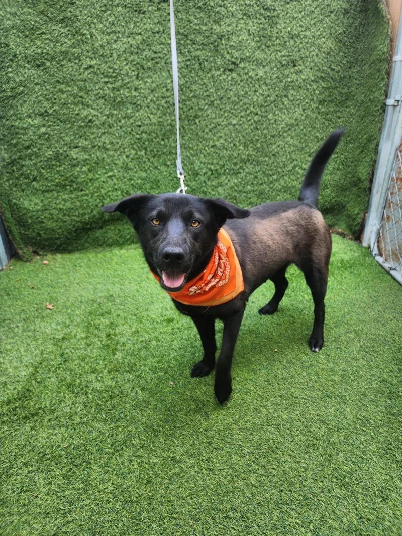 An adult large-sized female Black Labrador Retriever dog named Mercy for adoption in Oak Point, TX