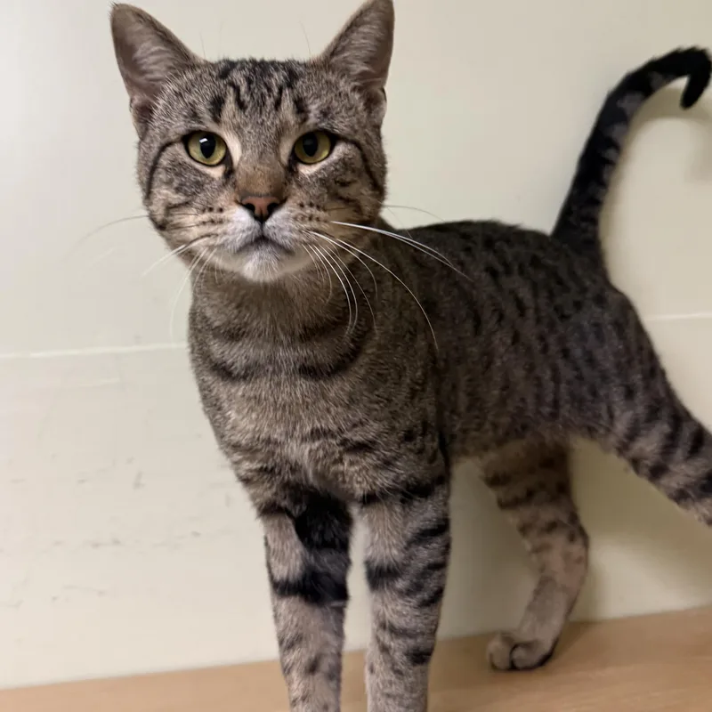 An adult medium-sized male Tabby (Brown / Chocolate) Domestic Short Hair cat named Kenny for adoption in Amery, WI