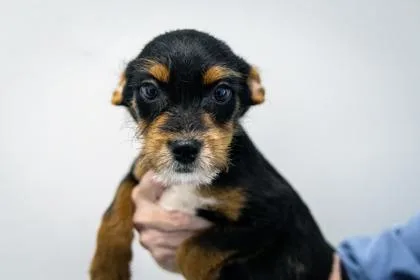 A baby small-sized male Mixed Breed dog named Sawyer for adoption in West Chester, PA