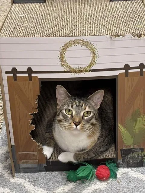 A young medium-sized female Domestic Short Hair cat named NC CP Penny for adoption in Hazlet, NJ