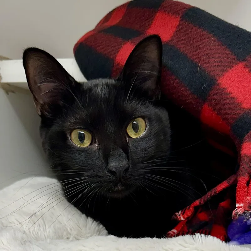 A young medium-sized male Black Domestic Short Hair cat named Yves for adoption in Reisterstown, MD