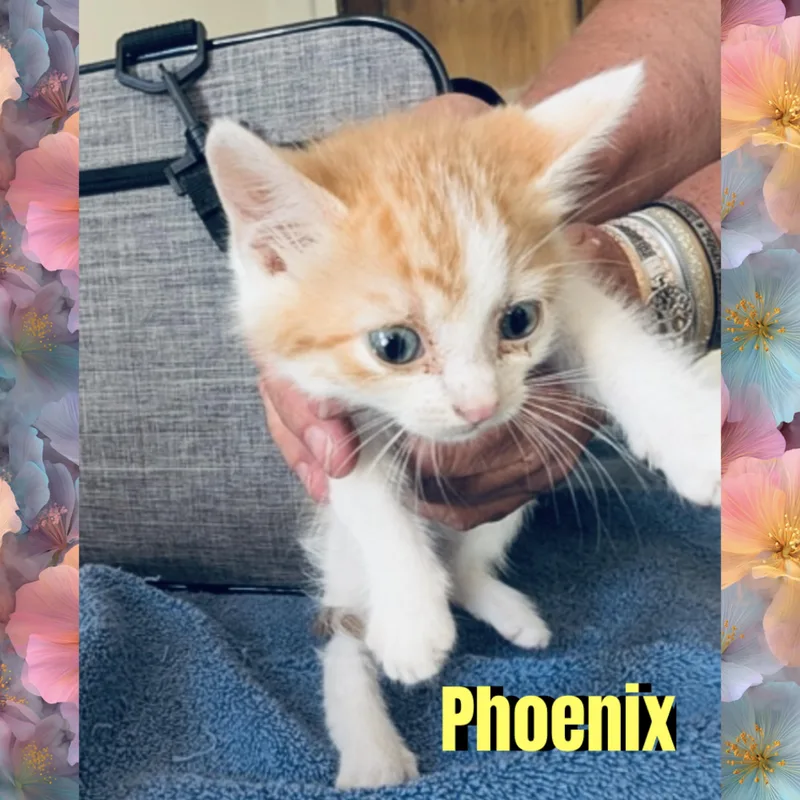 A baby medium-sized male Orange & White Domestic Short Hair cat named Phoenix for adoption in Red Lodge, MT