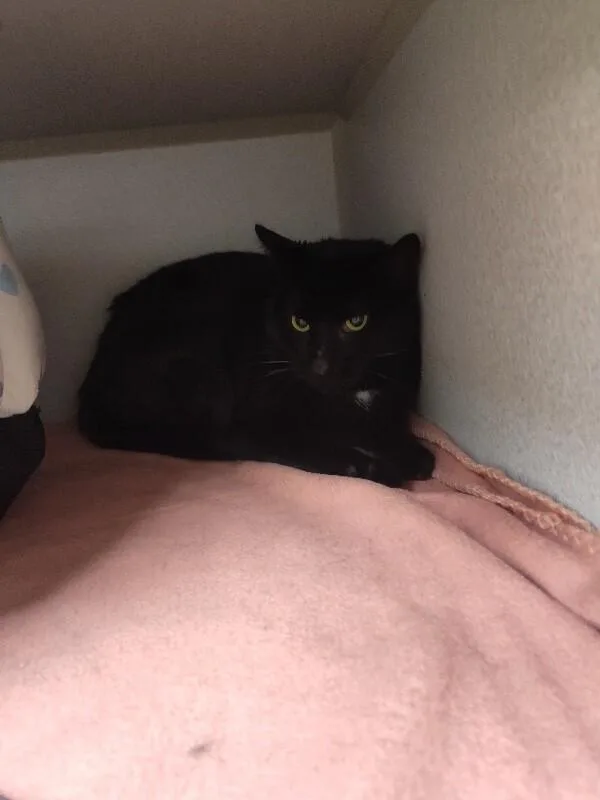 An adult medium-sized male Black Domestic Short Hair cat named Slapjack for adoption in Osseo, MI