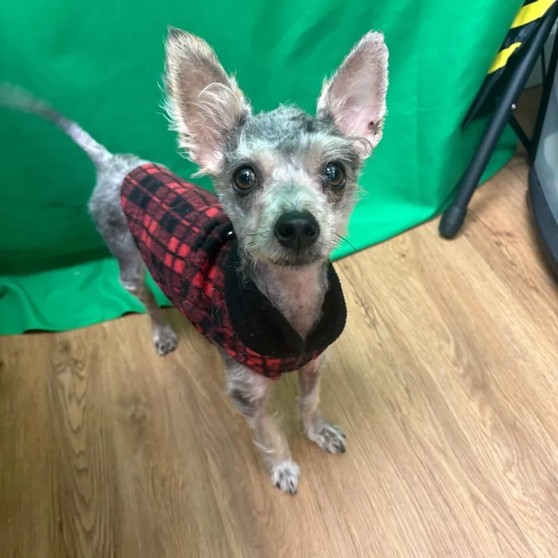 An adult small-sized male Gray / Blue / Silver Yorkie Poo dog named Willow for adoption in Brownsville, TX