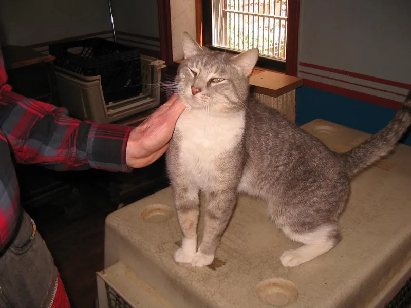 A young medium-sized male Tabby (Gray / Blue / Silver) Domestic Short Hair cat named Mr. Gray for adoption in Brooklyn, NY