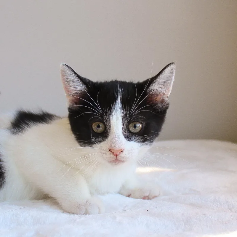 A baby medium-sized male Black & White / Tuxedo Domestic Short Hair cat named Melvin for adoption in Wayne, NJ