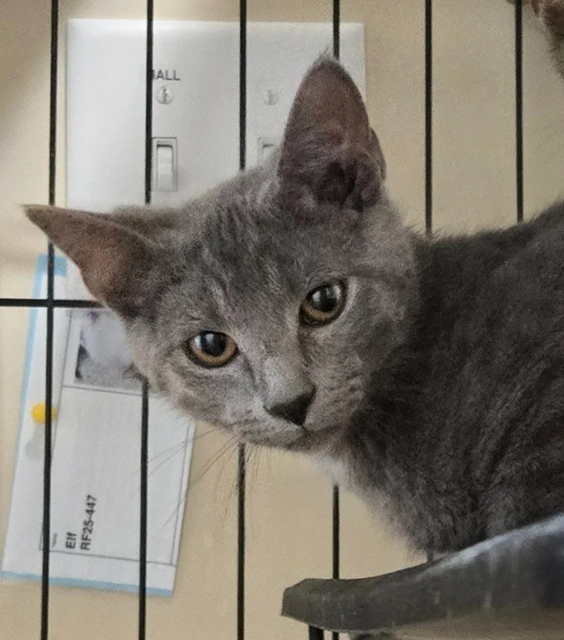 A baby medium-sized male Domestic Short Hair cat named Haze for adoption in Evans, GA