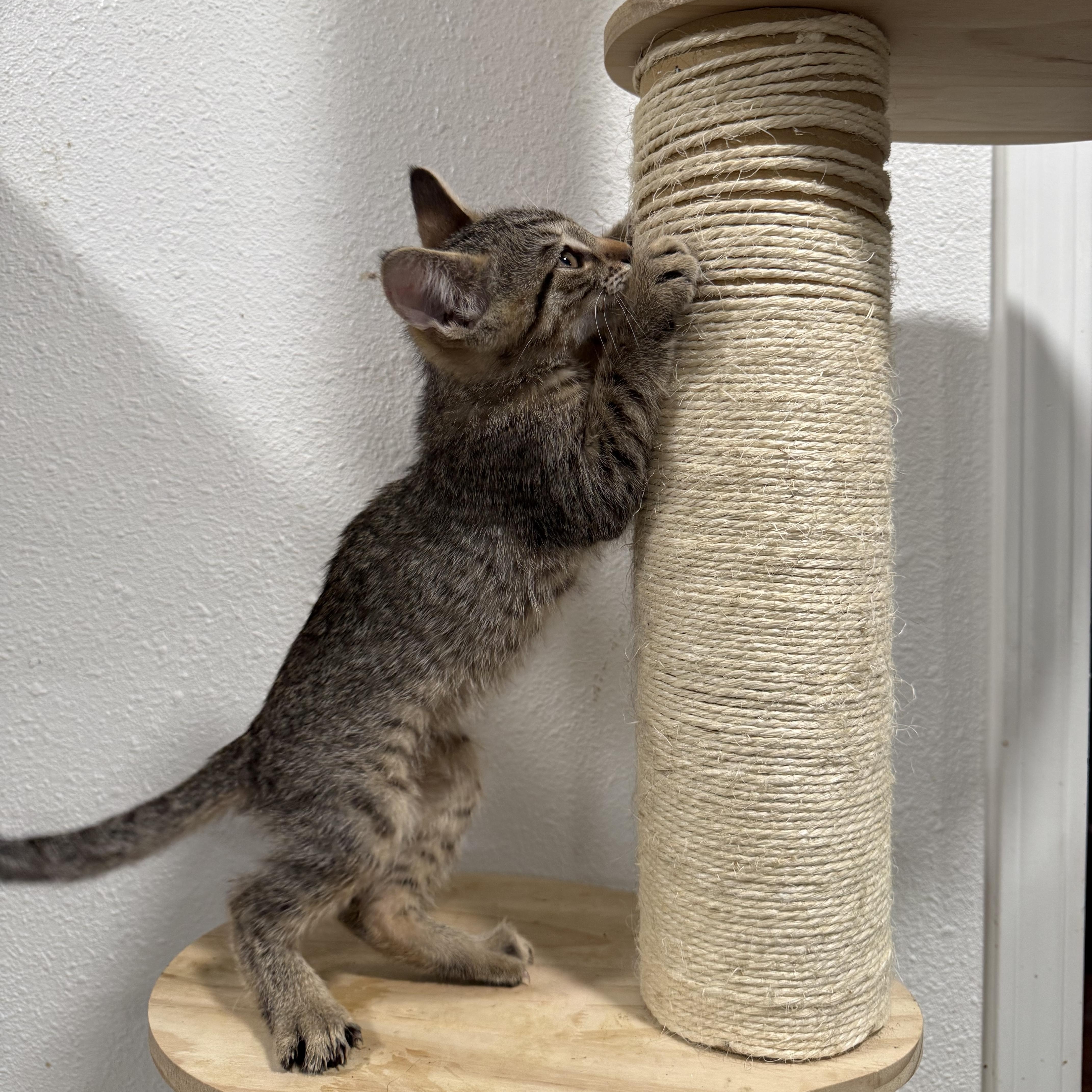 A baby small-sized male Tabby (Brown / Chocolate) Tabby cat named The Binkster for adoption in Fresno, CA