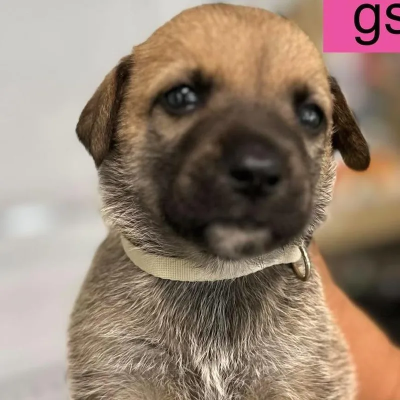 A baby small-sized female Gray / Blue / Silver German Shepherd Dog dog named Catania for adoption in Tampa, FL