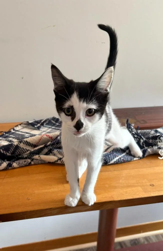 A baby small-sized female Black & White / Tuxedo Domestic Short Hair cat named Petunia for adoption in Mooresville, NC