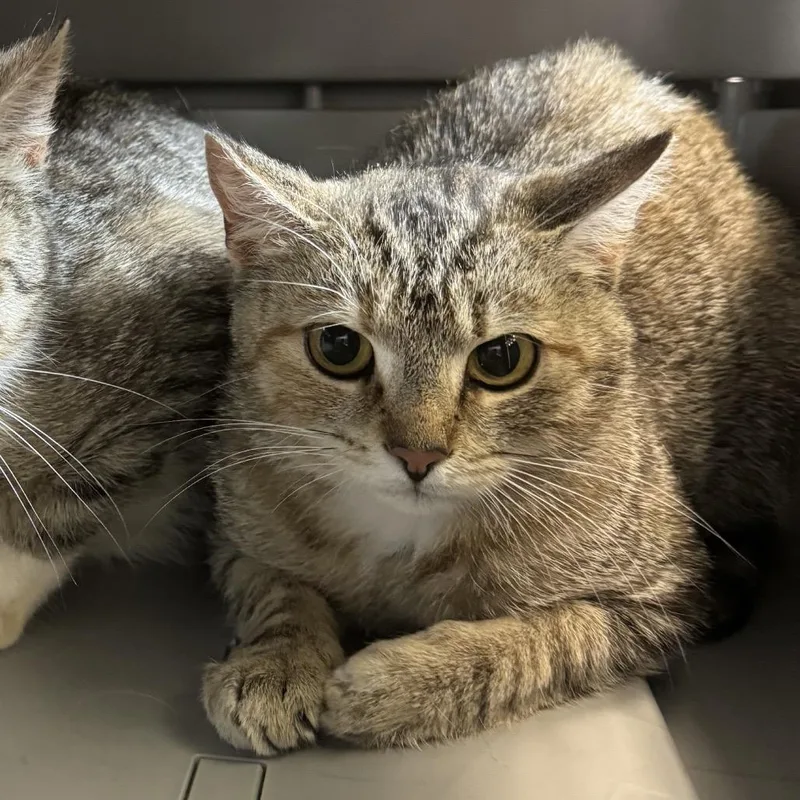 A young medium-sized female Brown / Chocolate Domestic Short Hair cat named Koda for adoption in Lynchburg, VA