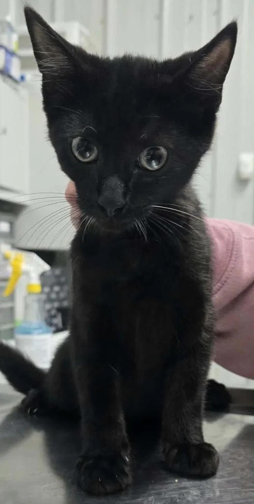A baby small-sized male Domestic Short Hair cat named Colt for adoption in Hillsdale, IN