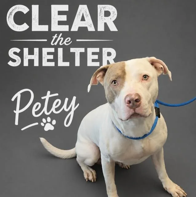 A young large-sized male American Staffordshire Terrier dog named Petey for adoption in Wylie, TX