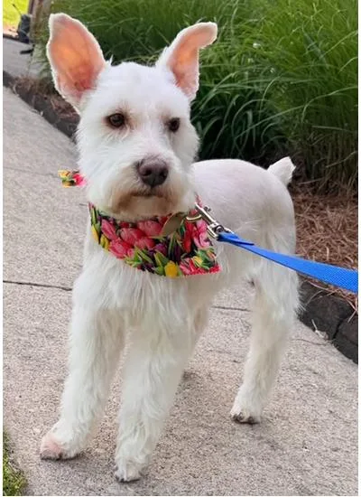 An adult small-sized male White / Cream Miniature Schnauzer dog named Benny for adoption in Miamisburg, OH
