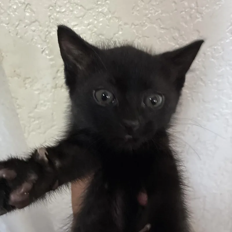 Salem