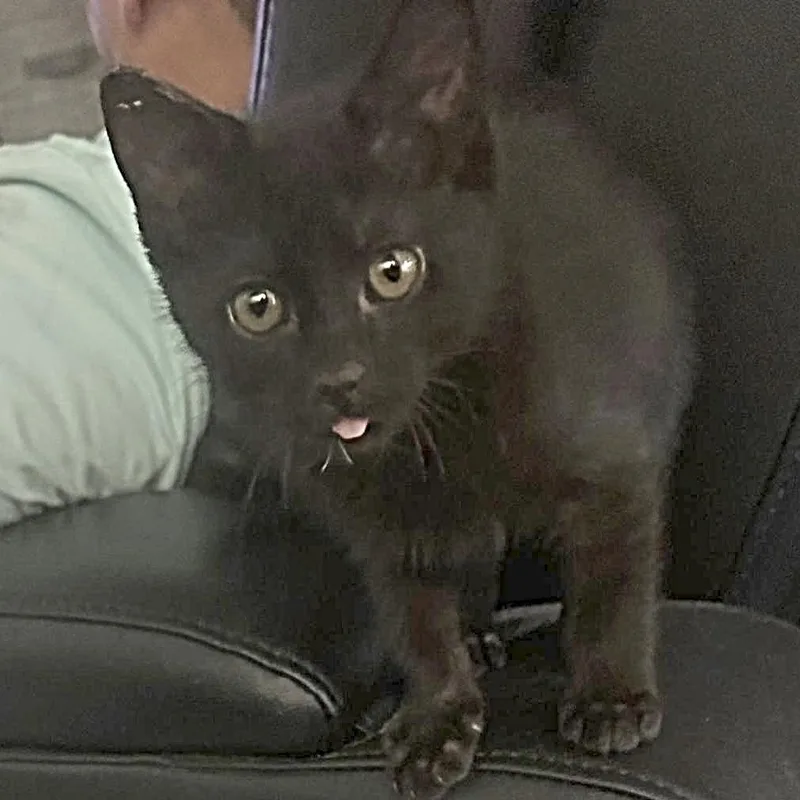 Salem thumbnail 3