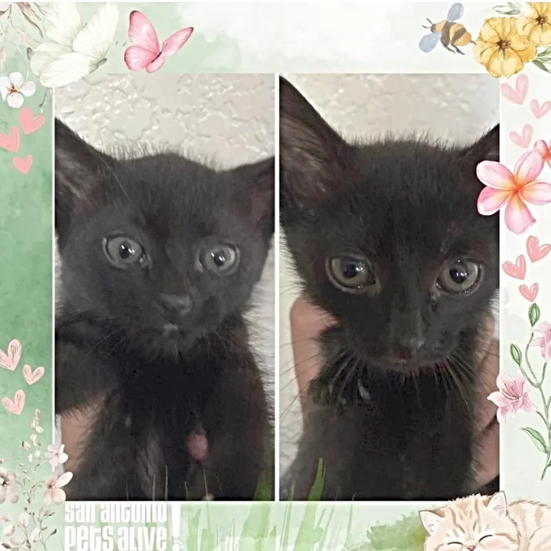 Salem thumbnail 4