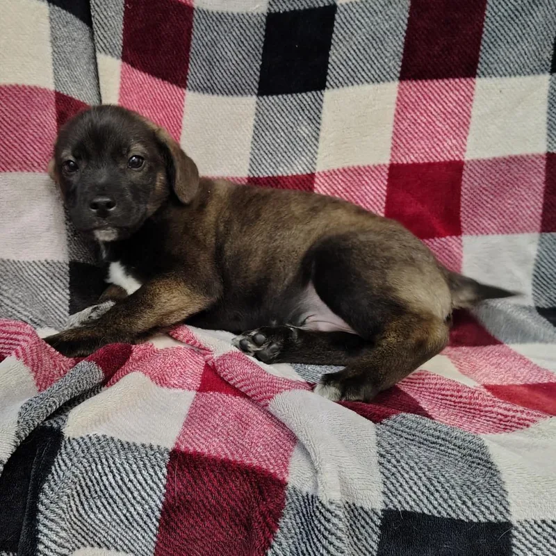 Shadow Puppy thumbnail 2