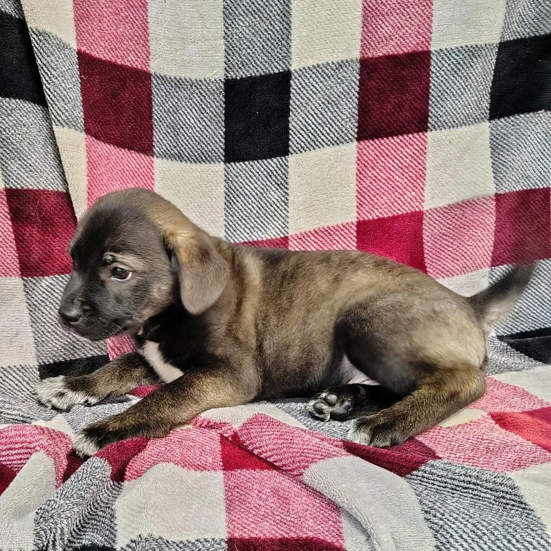 Shadow Puppy thumbnail 3