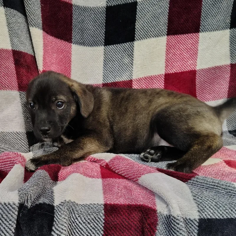 Shadow Puppy thumbnail 4