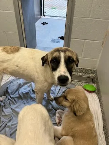 A young medium-sized female Mixed Breed dog named Root Beer for adoption in Mustang, OK