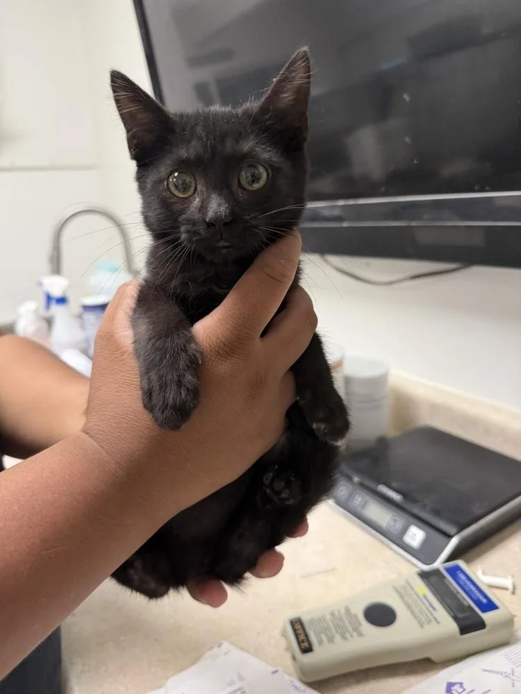 A baby small-sized female Black Domestic Short Hair cat named Cara for adoption in Ontario, CA