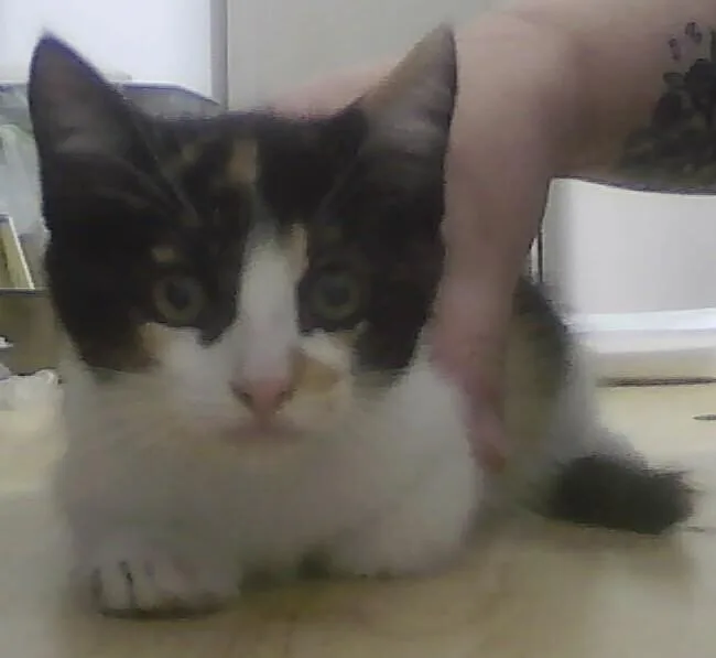 A baby small-sized female Black & White / Tuxedo Domestic Short Hair cat named Bippity for adoption in Anoka, MN