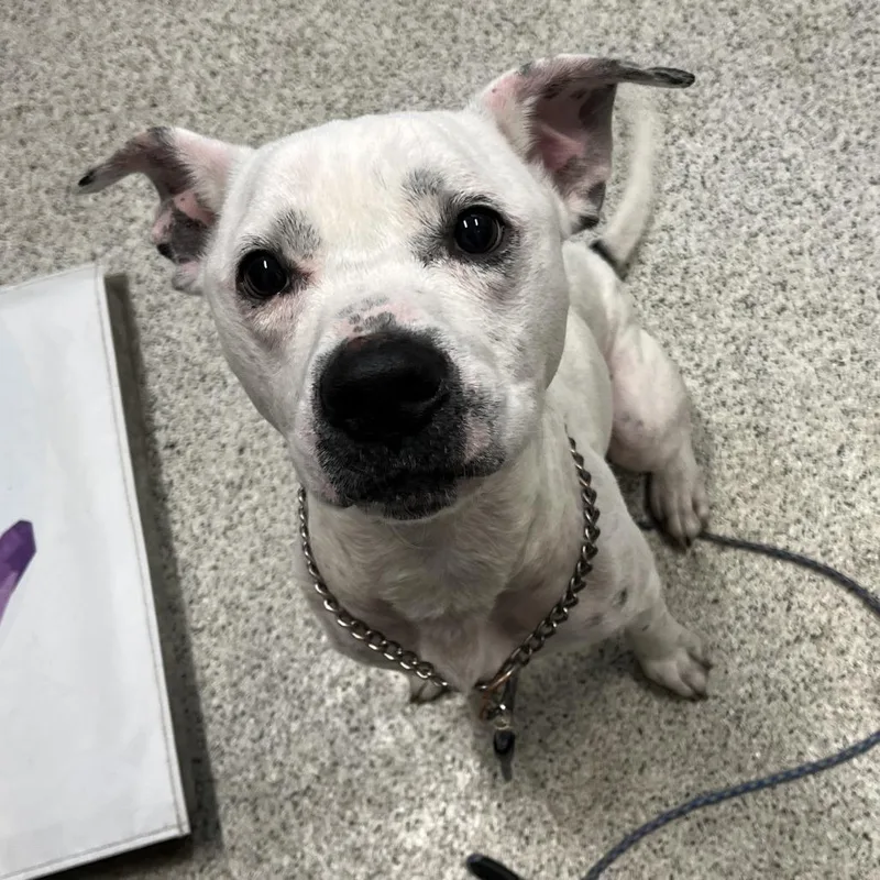 An adult large-sized male White / Cream Mixed Breed dog named Chadwick for adoption in Oak Park, IL