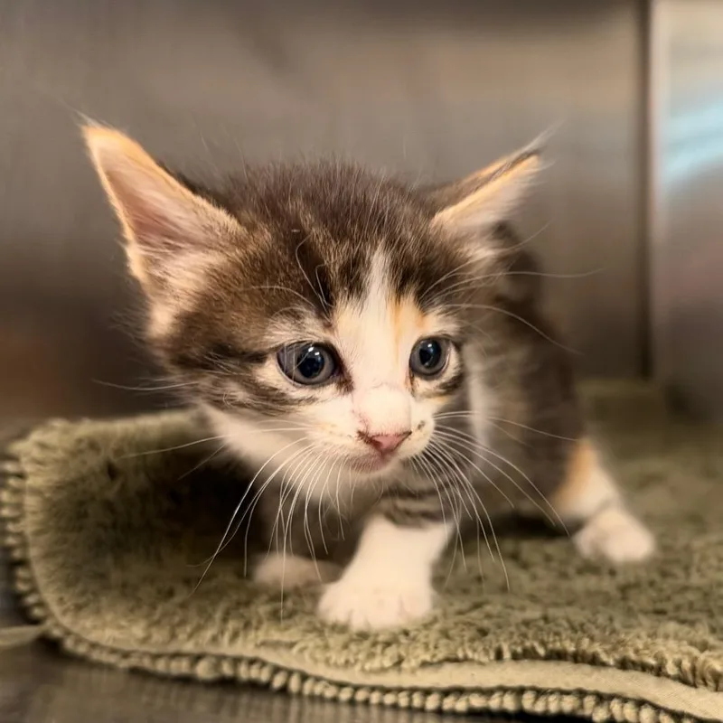 A baby small-sized female Calico Domestic Short Hair cat named Sabrina for adoption in League City, TX