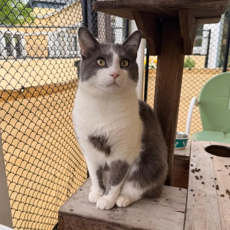 A senior large-sized male Gray / Blue / Silver Domestic Short Hair cat named Jojo for adoption in Indianapolis, IN