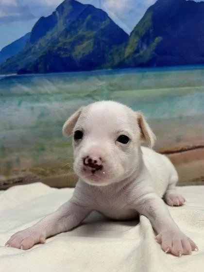 A baby small-sized male Chihuahua dog named Lex for adoption in San Antonio, TX
