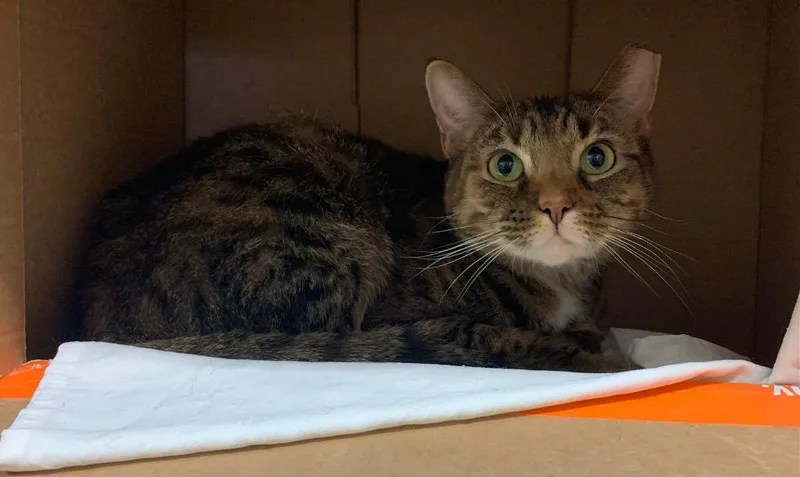 Precious thumbnail 2