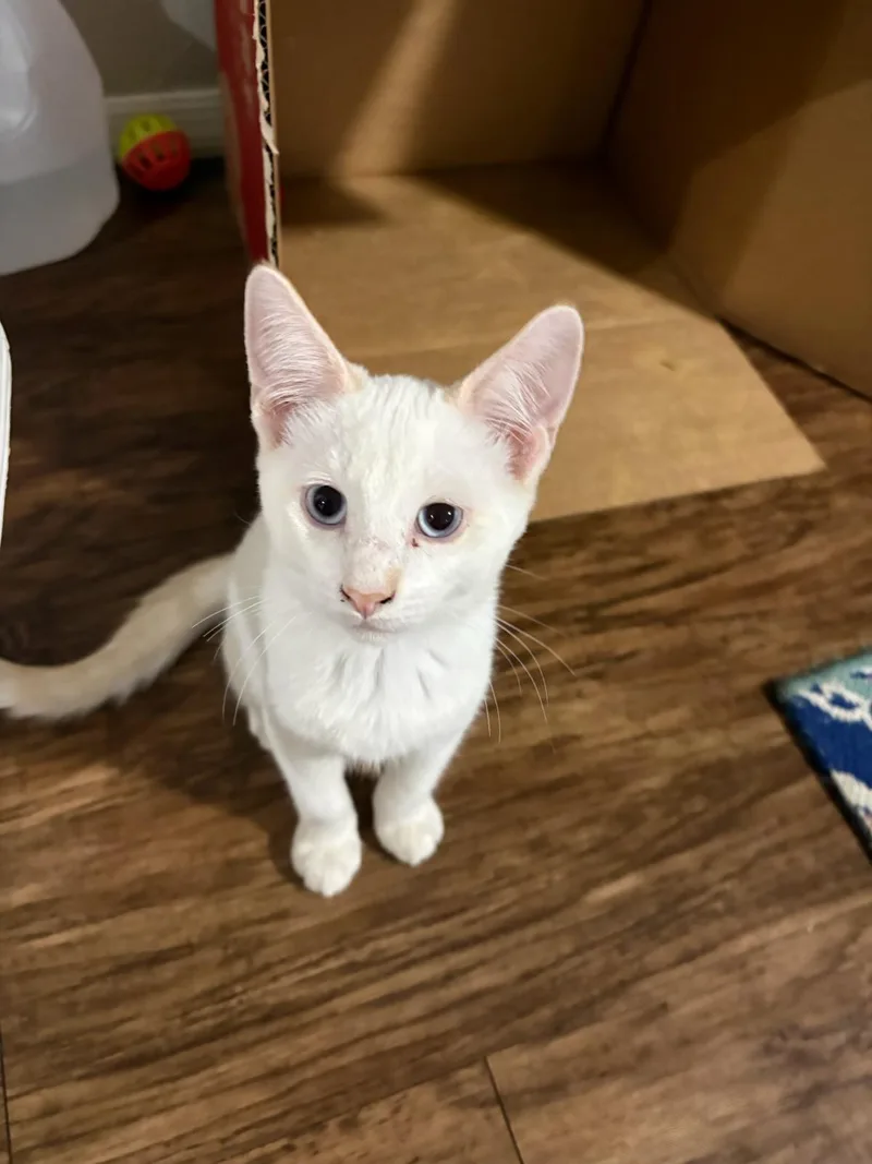 A baby small-sized male Siamese cat named Foggy Pop for adoption in Youngtown, AZ