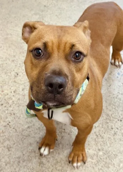 A young medium-sized female Hound dog named Cukela for adoption in Madison, NJ