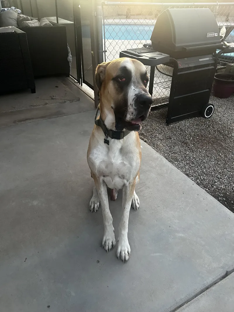 A young extra large-sized male Great Dane dog named Canyon for adoption in Mesa, AZ