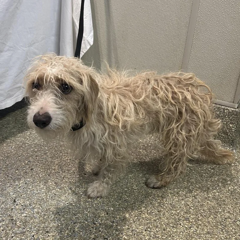 An adult small-sized male Yellow / Tan / Blond / Fawn Terrier dog named Lil Snoop Chino for adoption in Chino Hills, CA