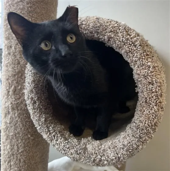 An adult medium-sized male Domestic Short Hair cat named Guinness for adoption in Boston, MA