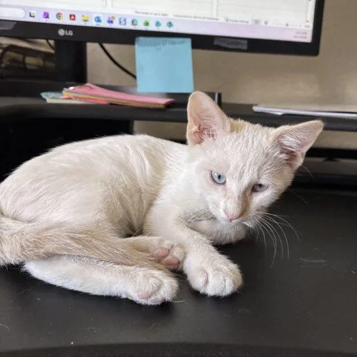 A baby small-sized male Flame Point Siamese cat named Jax for adoption in Gilbert, AZ