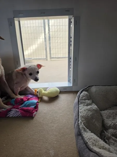 A young small-sized male Chihuahua dog named Percival for adoption in Cleveland, TN